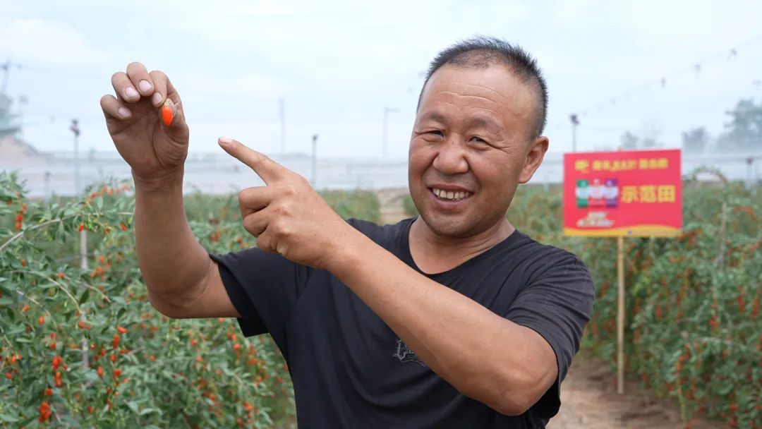 鲜枸杞用了bw必威西汉姆联官方网站肥亩产超2000斤