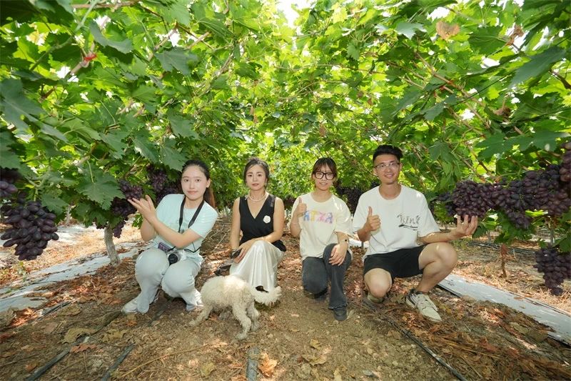 bw必威西汉姆联官方网站套餐肥助力葡萄产量品质双突破